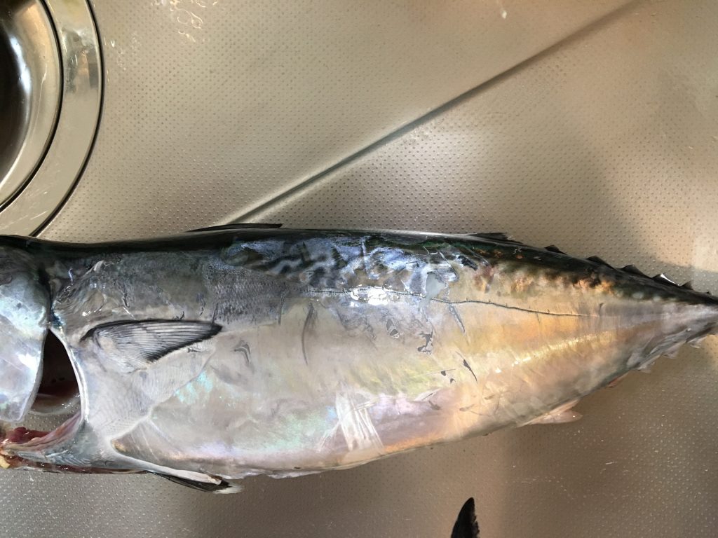 Tgベイトで釣れた魚を見返してみた プロペルでgo