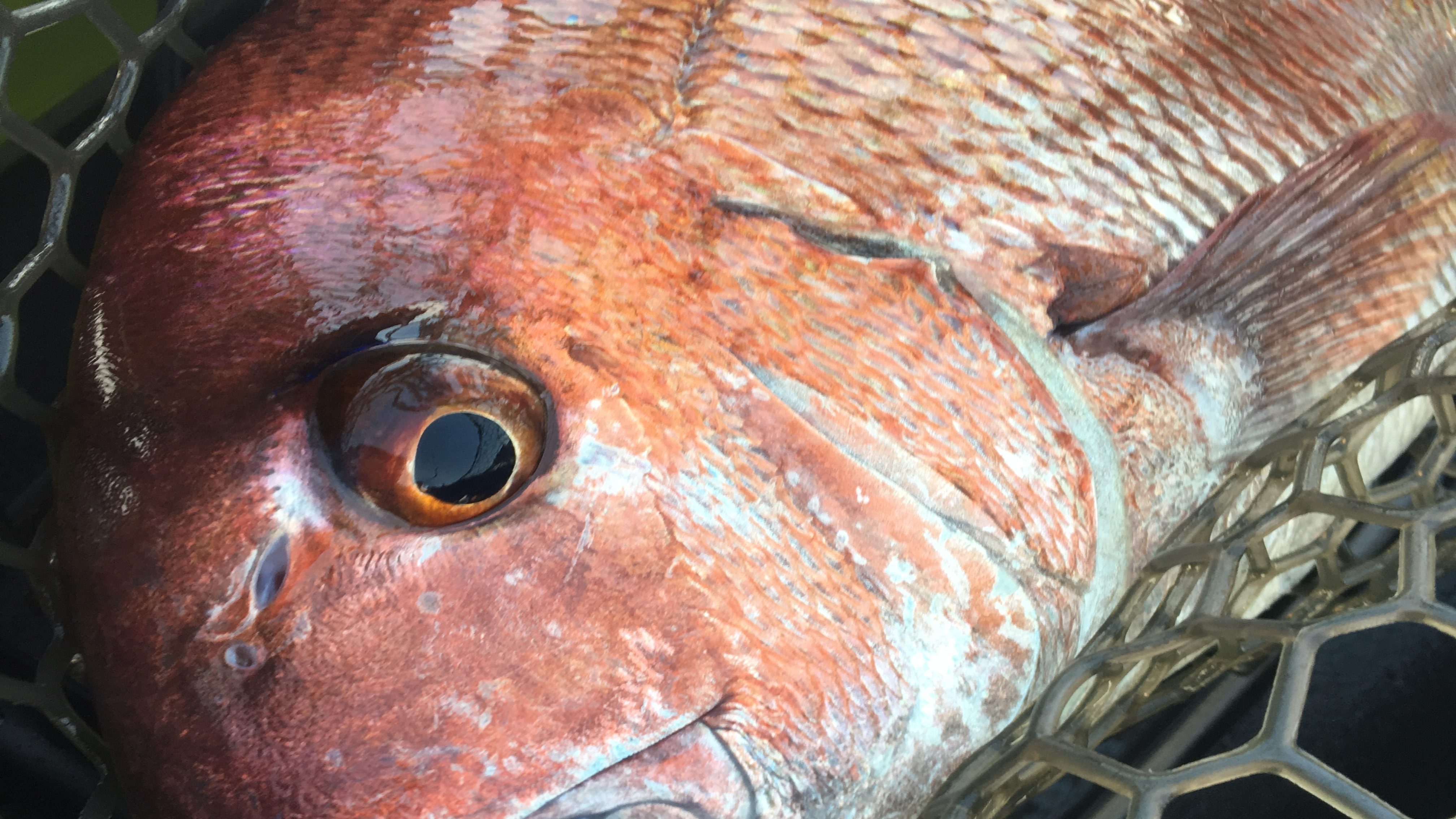 カヤックで真鯛を釣る基本のキ コロナ自粛後に向けて プロペルでgo