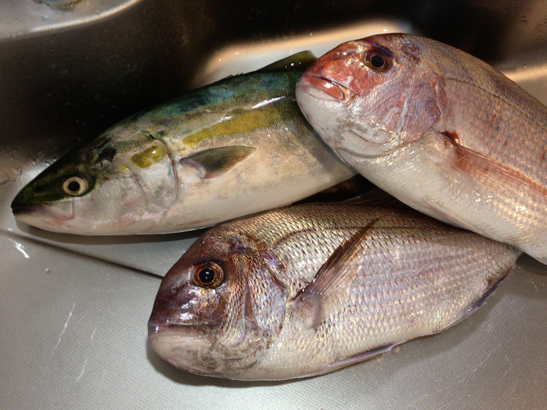 市場 高級魚マハタのお鍋セット鋤引き 究極の血抜き済で臭み