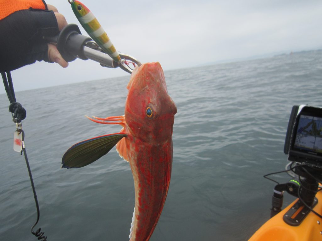 Tgベイトで釣れた魚を見返してみた プロペルでgo