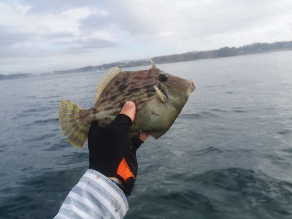 Tgベイトで釣れた魚を見返してみた プロペルでgo