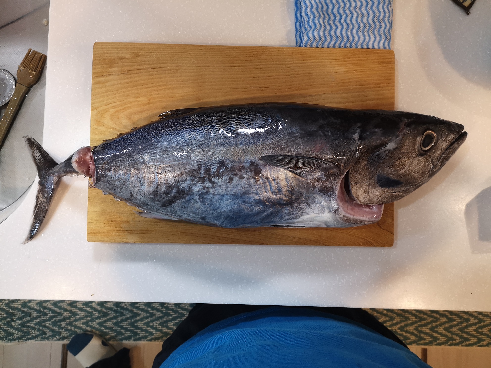 マグロ美味しい プロペルでgo