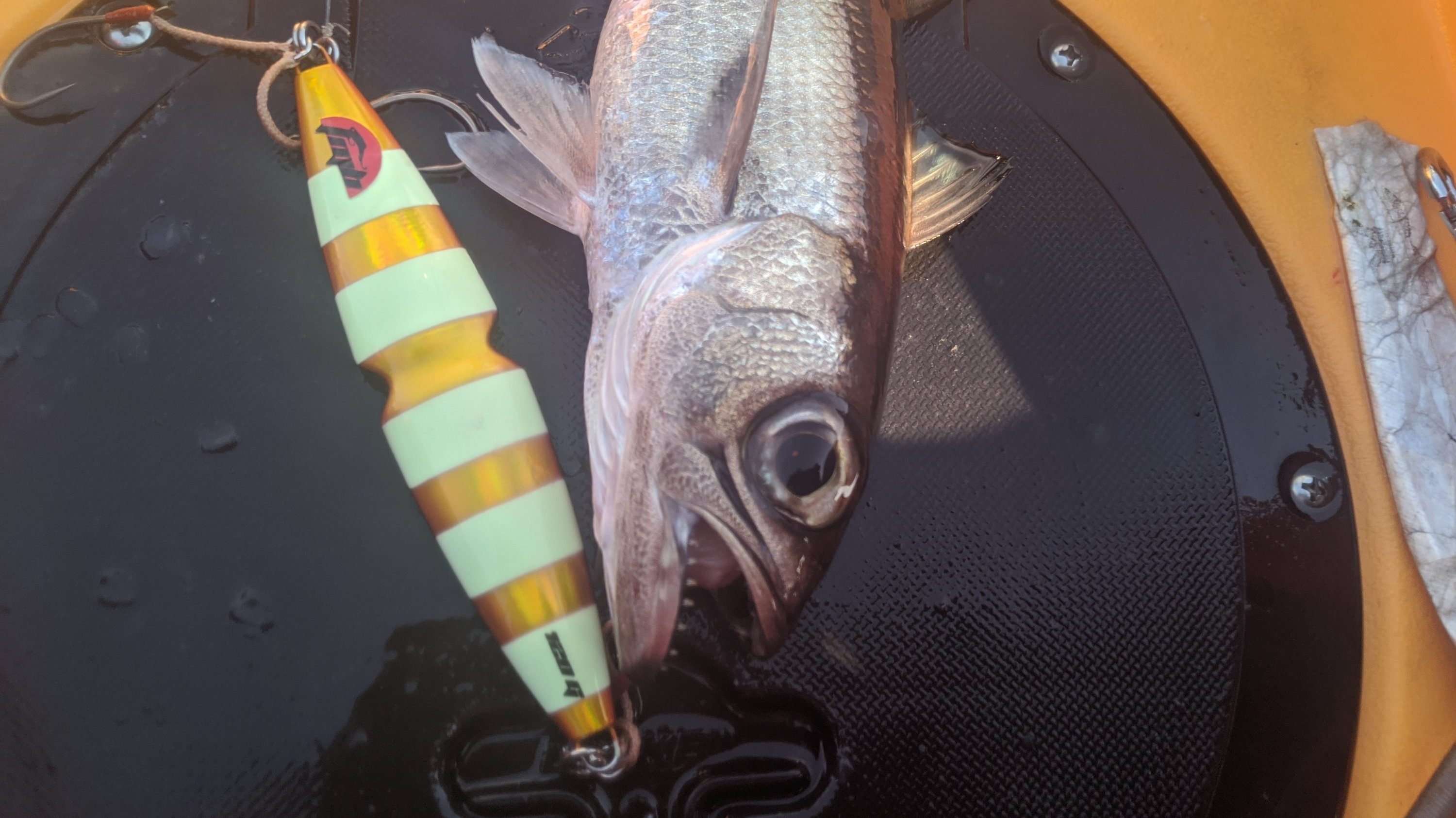 小田原方面中深海でばらしたメダイ 仮 プロペルでgo